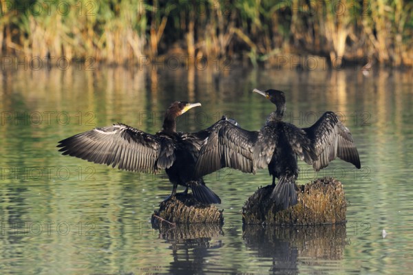 Cormorants (Phalacrocorax carbo) sitting on tree stumps in the water and drying their feathers,