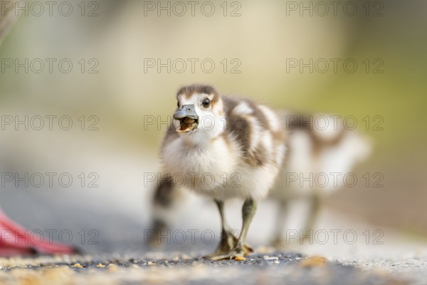 Egyptian goose (Alopochen aegyptiaca) cute chicks on a meadow at the shore of a lake, Bavaria,