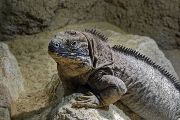 Animal portrait Jamaican iguana (Cyclura collei), reptile, pangolin, captive, occurrence Jamaica