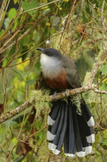 Chestnut-bellied Cuckoo (Coccyzus pluvialis) perched on a branch in Jamaica in the Caribbean