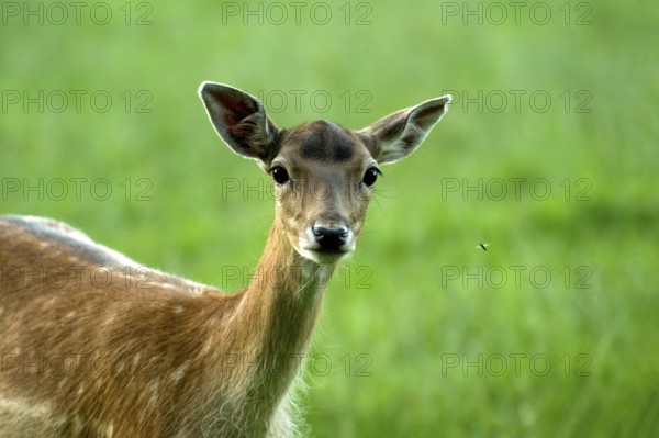 Fallow deer (Dama dama), female fallow deer, animal portrait in a meadow with a gadfly (Tabanidae),