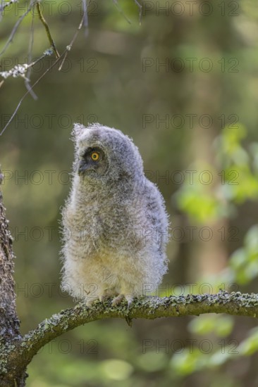 One young long-eared owl (Asio otus), sitting on a branch of a tree. Green vegetation in the