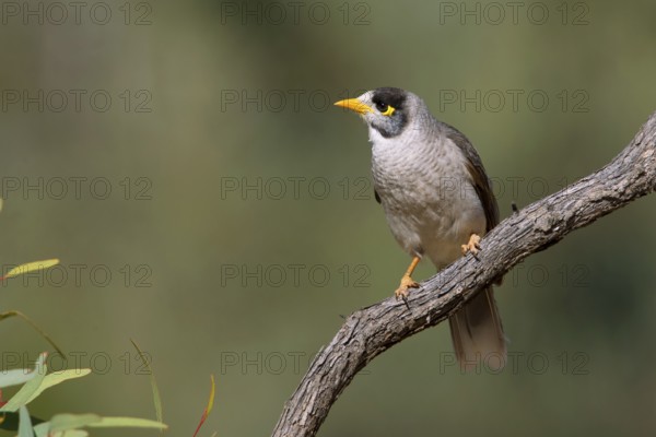 Noisy Miner (Manorina melanocephala), Victoria, Australia