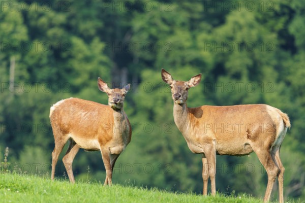 Two red deer hinds (Cervus elaphus) graze face to face in a green meadow in hilly terrain. A forest
