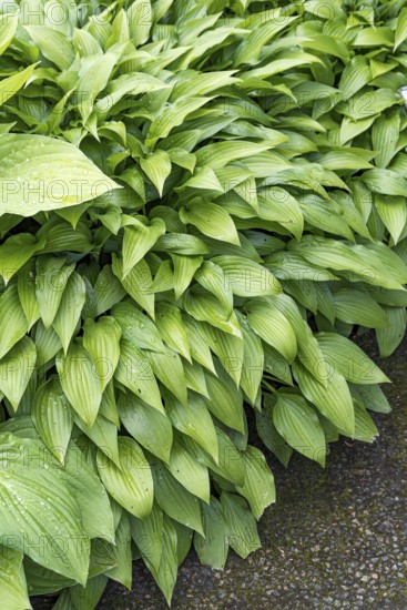 Funkia (Hosta lancifolia), Merkel family, Sweden