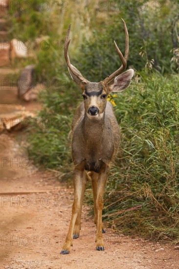 A mule deer confidently walks down a trail surrounded by vibrant greenery, capturing the essence of