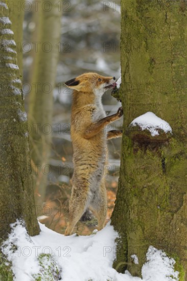 Red fox (vulpes vulpes), standing up against a tree in a snowy forest, surrounded by trees and