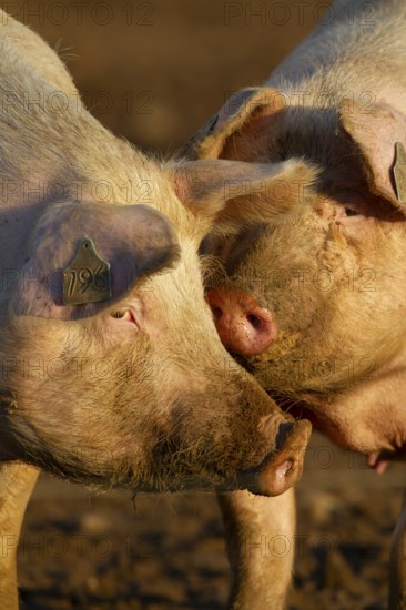 Domestic pig (Sus scrofa domesticus) two adult farm animals standing in mud in a field, England,
