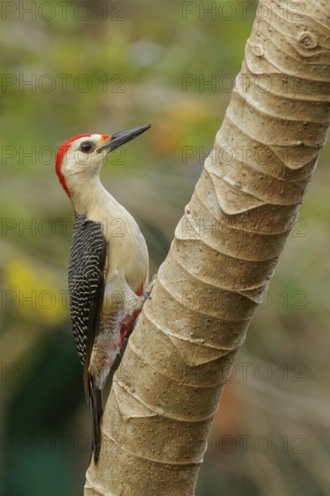 Yucatán Woodpecker (Melanerpes pygmaeus) perched on a brnach near Cancun on the Yucatan Peninsula