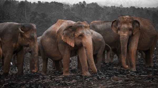 Four Asian elephants (elephas maximus) standing together in a cloudy field against a wooded