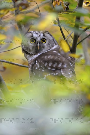 Rauhfusskauz (Aegolius funereus), Boreal owl, adultes Tier, aufmerksam, Oktober, captive,
