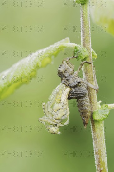 Black-tailed Skimmer (Orthetrum cancellatum), hatch, larva, dragonfly larva, North
