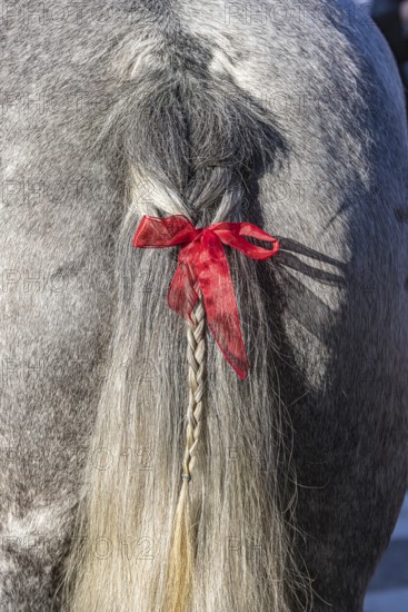 Artfully braided ponytail of a grey horse. The red ribbon is a subtle warning. The horse tends to
