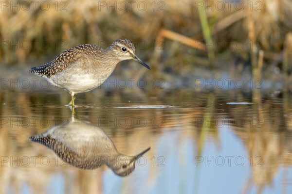 Wood Sandpiper (Tringa glareola), Saxony-Anhalt, Germany