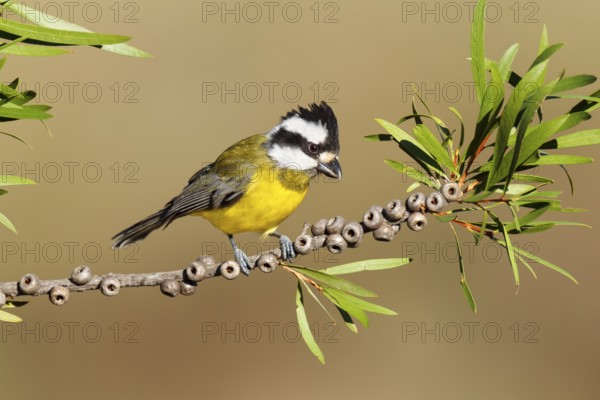 Crested Shriketit (Falcunculus frontatus) female, Victoria, Australia