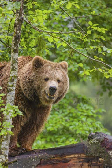 A female eurasian brown bear (Ursus arctos arctos) stands on a log lying at a forest edge in early
