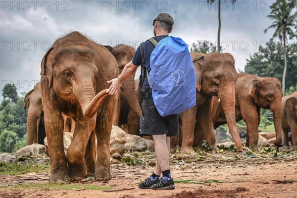 Person with backpack interacting with Asian elephant group in natural environment, small young