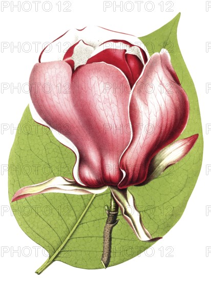 Magnolia, Magnolia lenne hybride, plant and flower, digitally reworked reproduction of an original