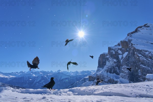 Alpine choughs (Pyrrhocorax graculus), a group of birds flying in the sunshine over snow-covered
