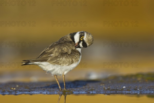 Little Ringed Plover (Charadrius dubius) female preening, North Rhine-Westphalia, Germany