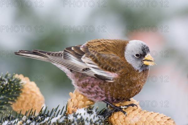Gray-crowned Rosy-Finch Leucosticte tephrocotis littoralis Homer, Alaska, USA 28 February Adult