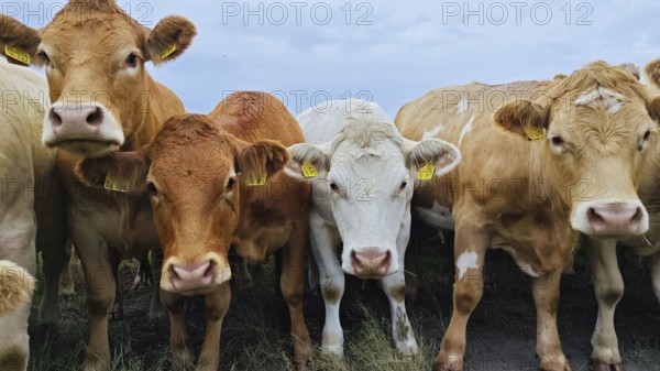 Cows (bos taurus) on the pasture looking directly into the camera, Franconian Forest nature park