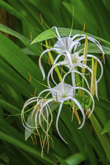 Spider lily (Hymenocallis species) in flower, genus of flowering plants in the amaryllis family