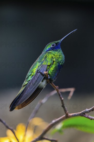 Sparkling violetear (Colibri coruscans), hummingbird sitting on branch, native to South America,