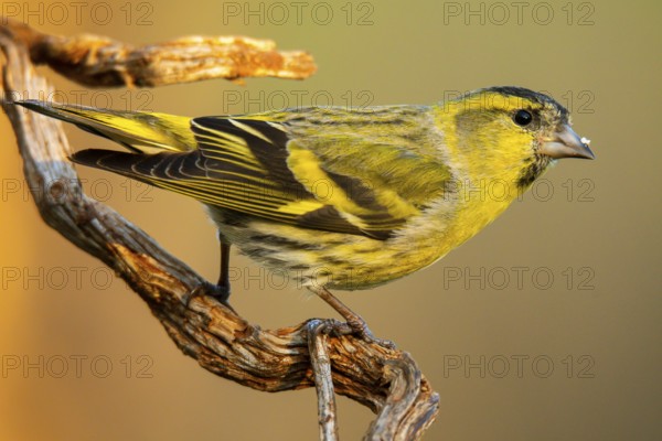 Close-up of a Eurasian Siskin, Spinus spinus, showcasing its vibrant yellow plumage and detailed