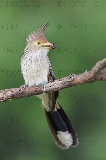 Guira Cuckoo (Guira guira) perched on a branch in Bolivia, South America