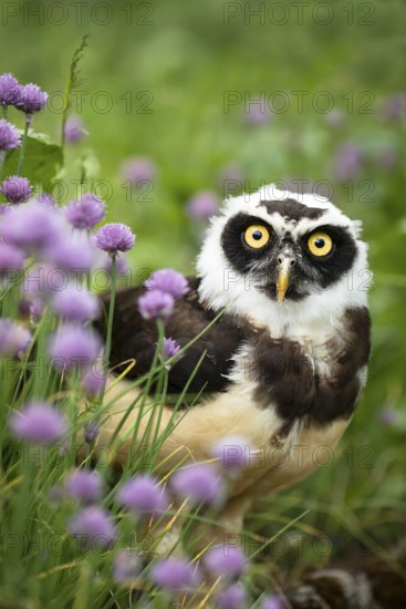 Spectacled Owl (Pulsatrix perspicillata) captive, juvenile, Germany