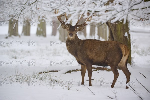 A stately stag stands in a snowy forest, surrounded by trees, winter, red deer (Cervus elaphus),