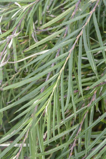 Rosemary willow (Salix elaeagnos 'Angustifolia'), Germany