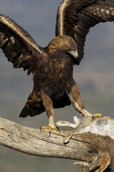 Golden Eagle (Aquila chrysaetos) male eating a rabbit, Castile and Leon, Spain