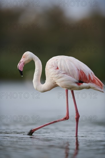 Greater Flamingo (Phoenicopterus roseus) walking in the water, Parc Naturel Regional de Camargue,