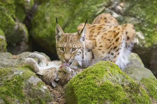 Eurasian lynx (Lynx lynx) mother with her youngsters (cubs) lying on a rock in a forest, Bavaria,
