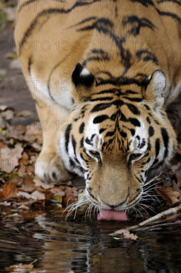 Tiger drinking water from a pond surrounded by autumn leaves in the wild, Siberian tiger (Panthera
