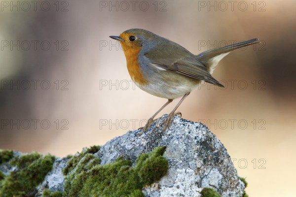 European Robin (Erithacus rubecula), perched on a stone, Galicia, Spain