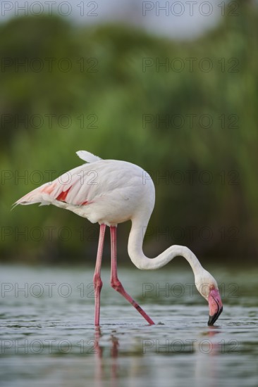 Greater Flamingo (Phoenicopterus roseus) walking in the water, Parc Naturel Regional de Camargue,