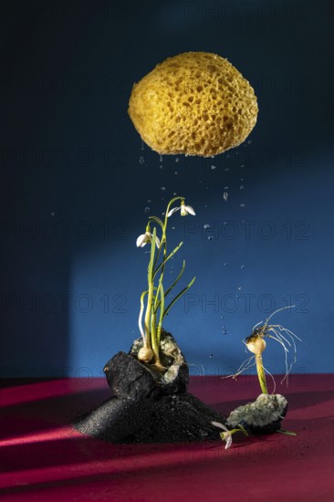Creative composition featuring a yellow sponge cloud dripping water over snowdrop flowers on a