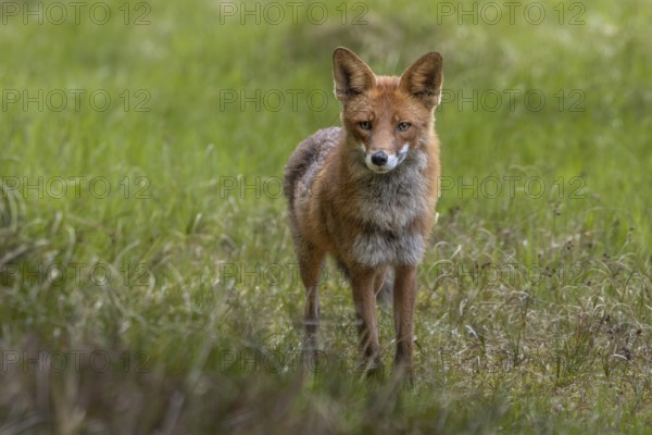 The red fox (Vulpes vulpes) is less than 10 metres away from me but does not spot me, an example of