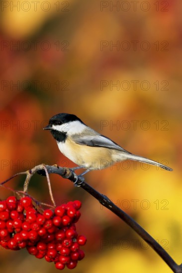 Black-capped Chickadee Poecile atricapilla Minneapolis, Minnesota, USA 1 November Adult on Mountain