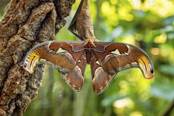 A large brown butterfly with outstretched wings rests on tree bark surrounded by green foliage, an