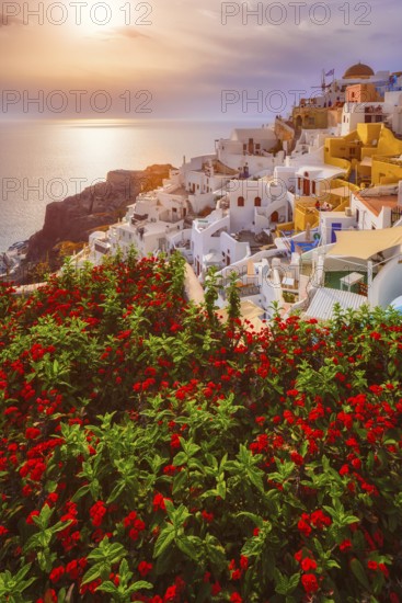 Scenic sunset over sea and picturesque Oia town on Santorini island in summer with red flowers on