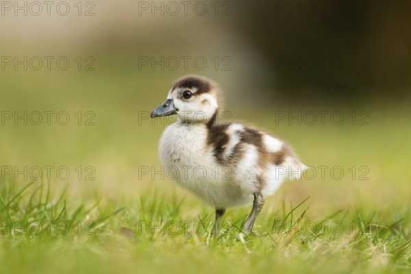 Egyptian goose (Alopochen aegyptiaca) cute chick on a meadow at the shore of a lake, Bavaria,