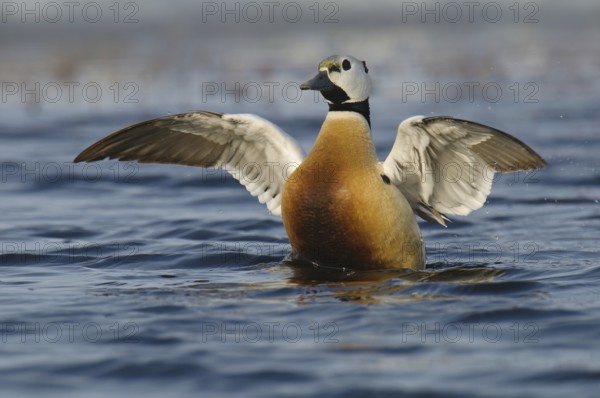 Steller's Eider (Polysticta stelleri) male, Alaska, USA