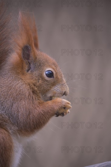 One Red squirrel or Eurasian red squirrel (Sciurus vulgaris) feeding on peanut. Trees in the