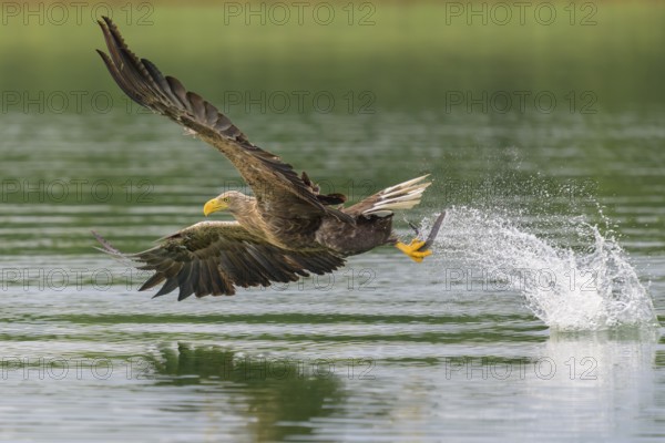 White-tailed eagle (Haliaeetus albicilla), in flight grabbing its prey, Mecklenburg-Western