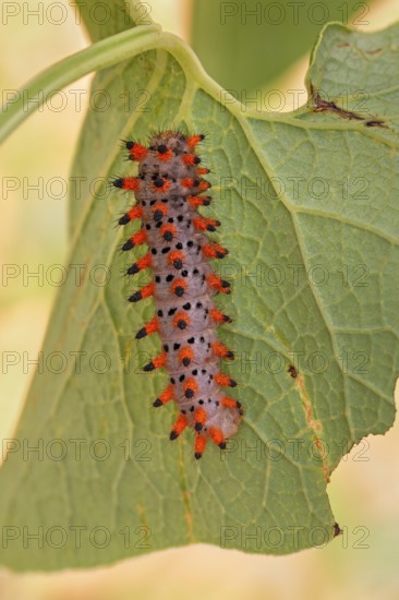 Die erwachsene Raupe des Südlichen Osterluzeifalter (Zerynthia polyxena)