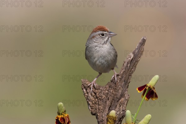 Rufous-crowned Sparrow (Aimophila ruficeps), Texas, USA